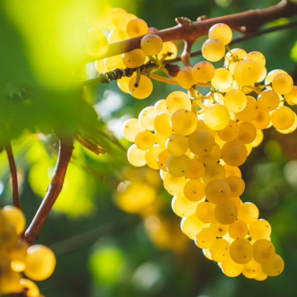 What Kind of Wine is Chardonnay?