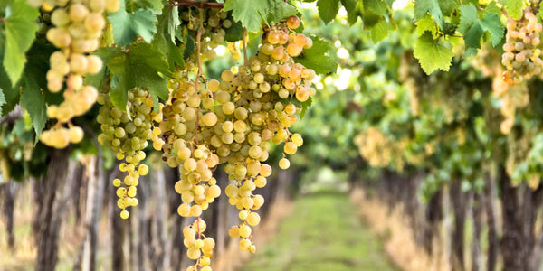 Riesling Grapes