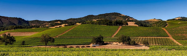 Why Does Napa Valley Make Such Great Wines?