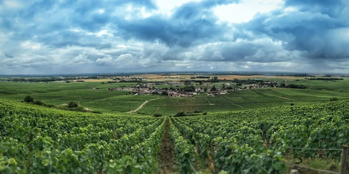Vosne-Romanee