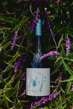 Summer Dreams Twilight Pinot Noir 2022